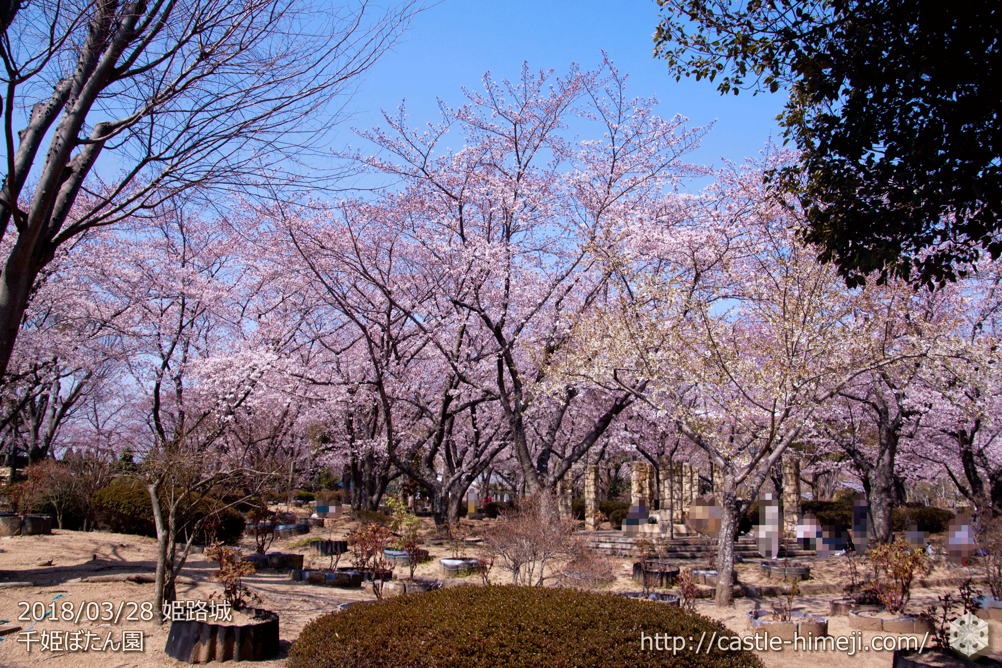 3分 5分咲 姫路市 満開 発表 18 3 28の姫路城の桜速報 開花状況 桜によって5分咲きも 姫路城観光おすすめ 見どころ案内