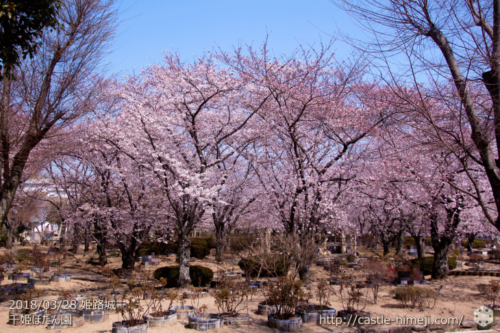 cherry-blossoms20180328_uchi_08