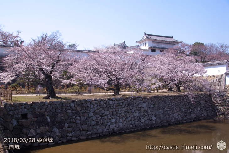 cherry-blossoms20180328_uchi_11