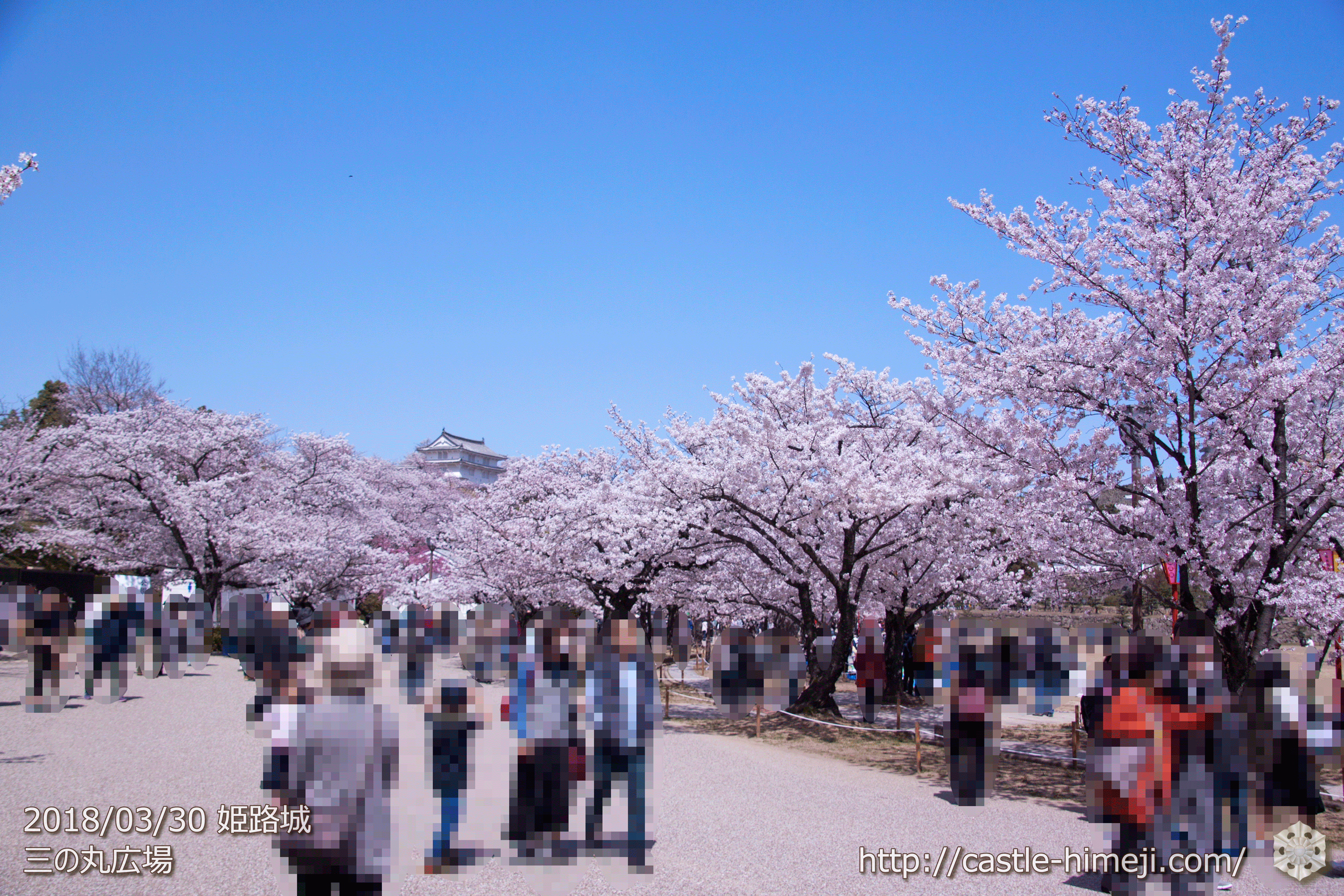 満開 18 3 30の姫路城の桜速報 開花状況 姫路城観光おすすめ 見どころ案内