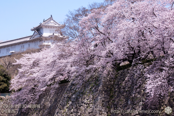 cherry-blossoms20180330_uchi_05