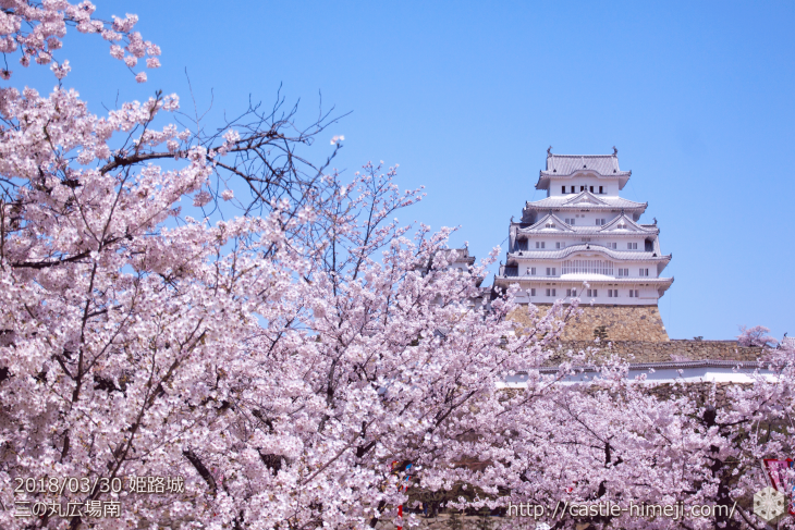 cherry-blossoms20180330_uchi_08