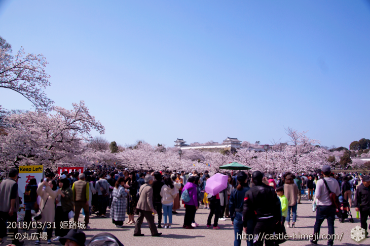 cherry-blossoms20180331_uchi_01