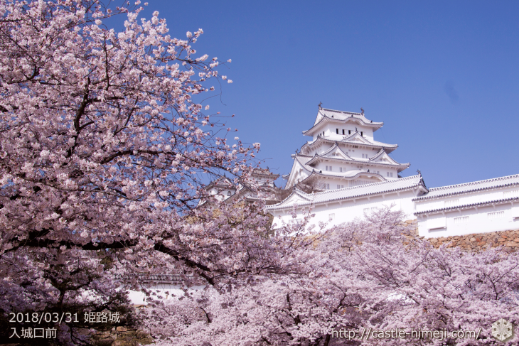 cherry-blossoms20180331_uchi_04