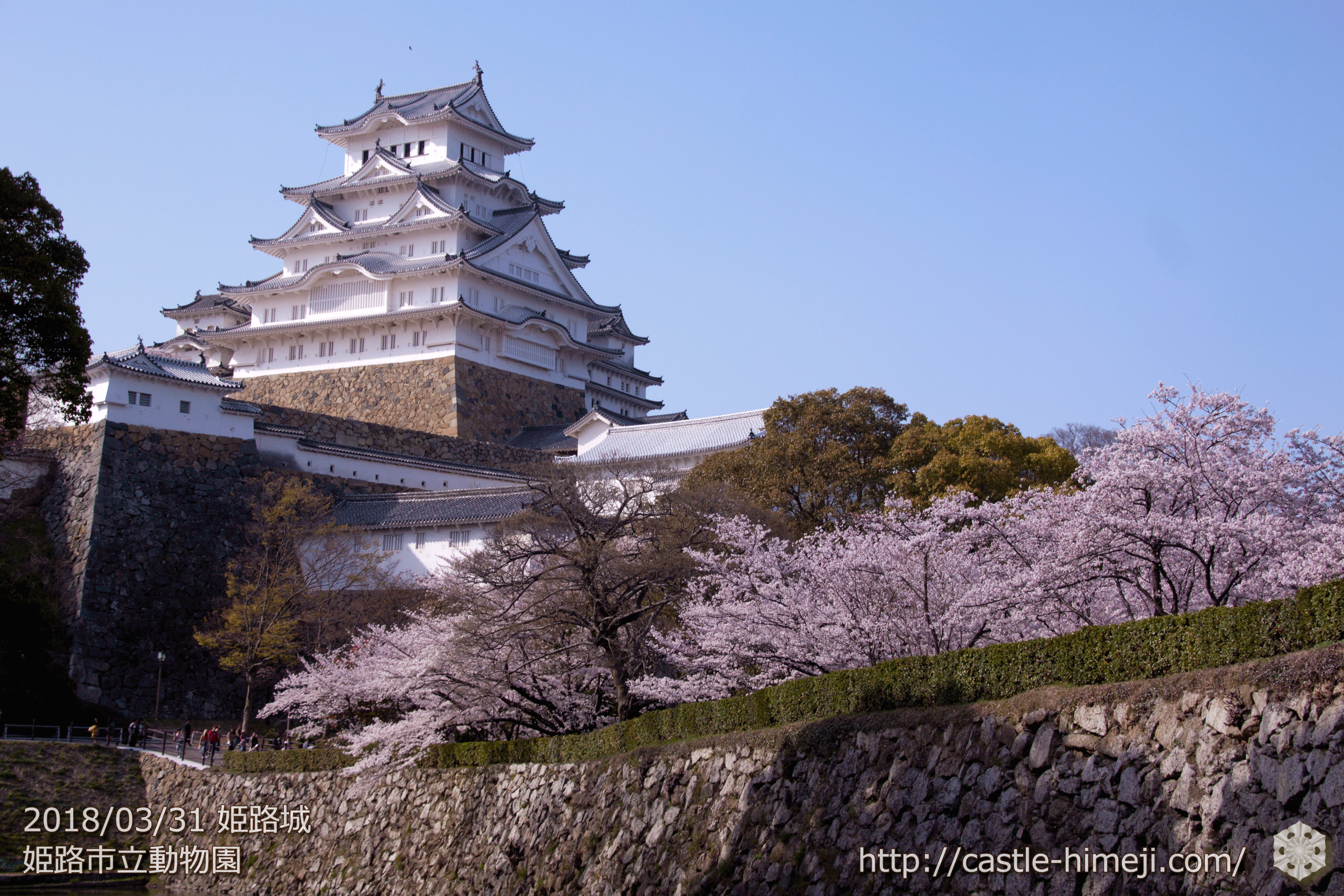 桜満開 人満来 18 3 31の姫路城の桜速報 開花 混雑状況 姫路城観光おすすめ 見どころ案内