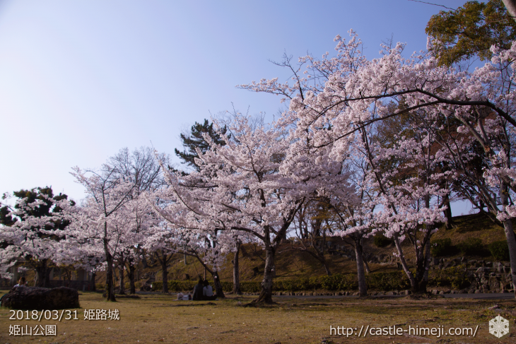 cherry-blossoms20180331_uchi_07