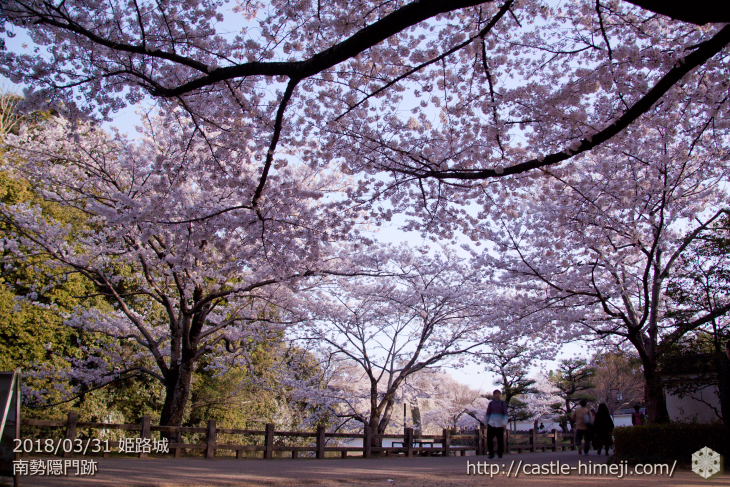 cherry-blossoms20180331_uchi_09