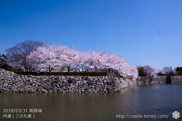 cherry-blossoms20180331_uchi_10