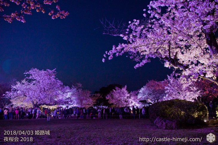 cherry-blossoms-night2018_1st_04