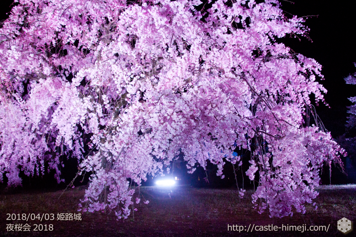 cherry-blossoms-night2018_1st_07