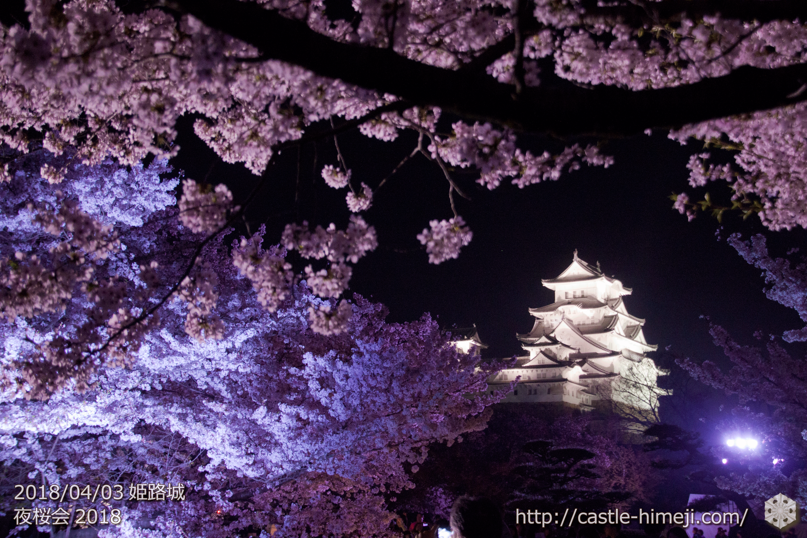 19 4 3 4 7 姫路城 夜桜会 の満開は後半 開催概要 終了 姫路城観光おすすめ 見どころ案内