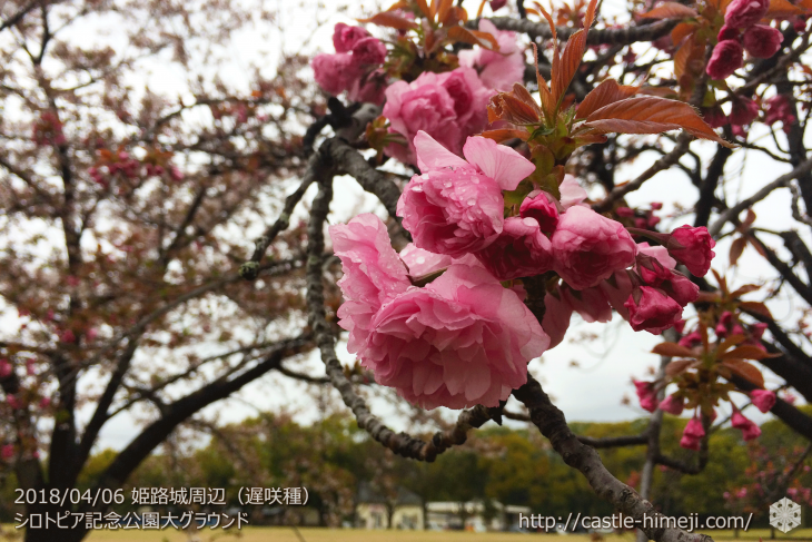 cherry-blossoms20180406_03