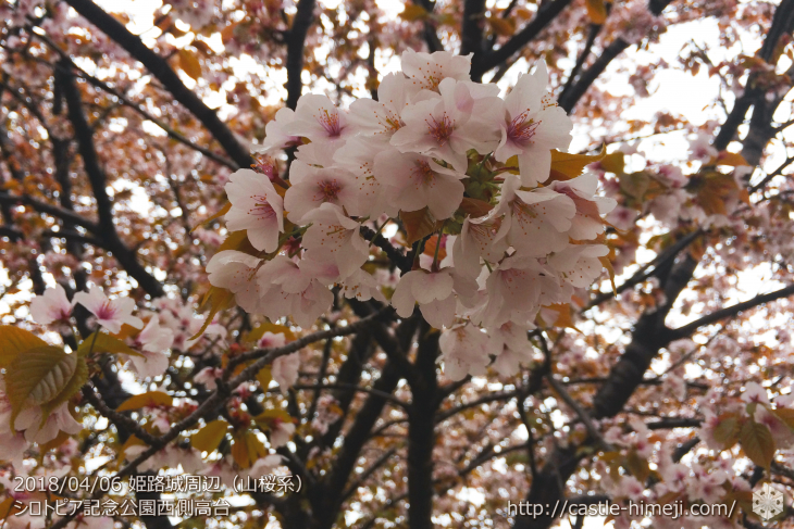 cherry-blossoms20180406_05