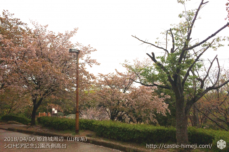 cherry-blossoms20180406_06
