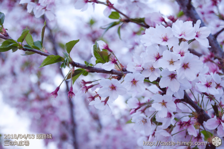 cherry-blossoms20180406_09