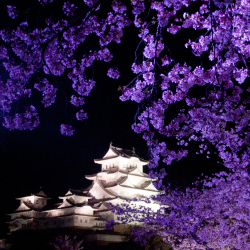 姫路城 夜桜会18 初日 見頃は短く早い程に美しく 姫路城観光おすすめ 見どころ案内