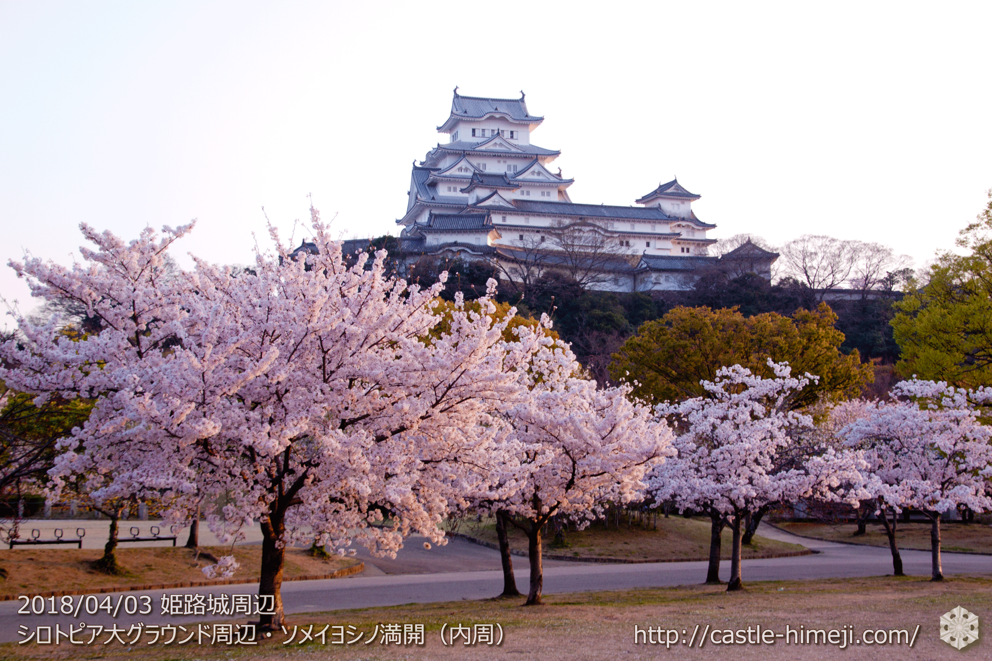 桜終了 遅咲徐々に見頃 18 4 6の姫路城の桜速報 落花状況と遅咲きの桜 姫路城観光おすすめ 見どころ案内
