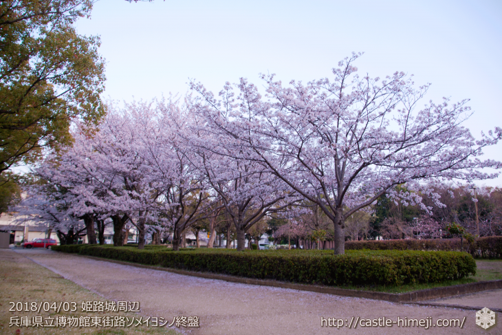 slow-cherry-blossoms20180330_10