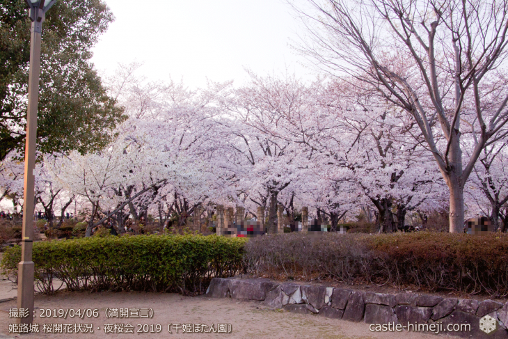 cherry-blossoms-night_2st_09