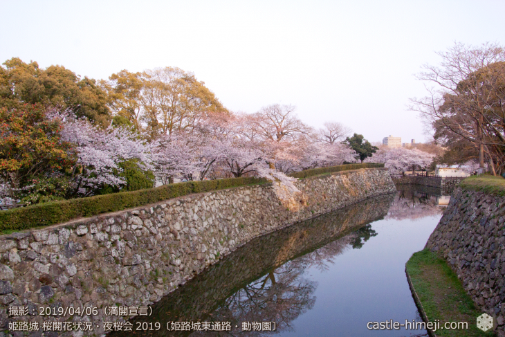 cherry-blossoms-night_2st_16