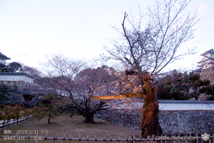 cherry-blossoms20190402_in1_04