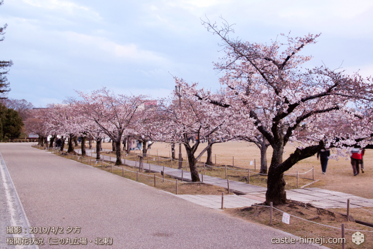 cherry-blossoms20190402_out1_02