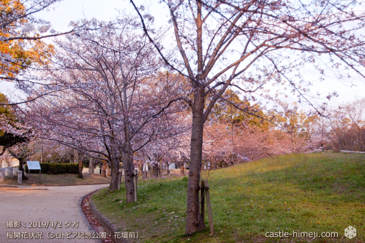 cherry-blossoms20190402_out1_14