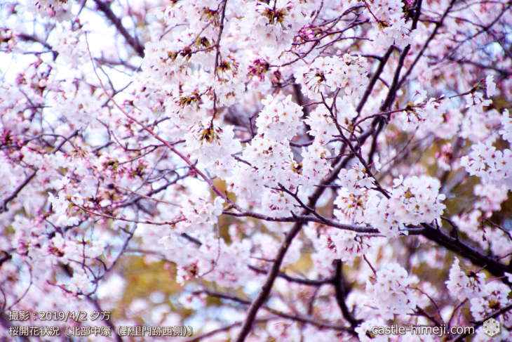 cherry-blossoms20190402_out1_18