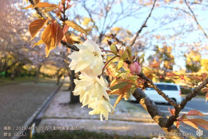 cherry-blossoms20190415_out3_16