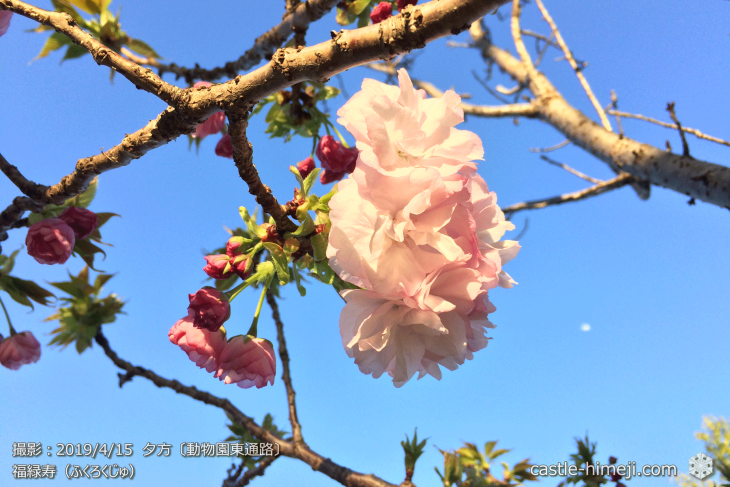 cherry-blossoms20190415_out3_23