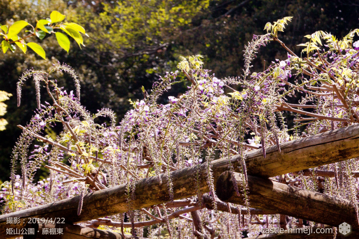 wisteria-flowers20190422_06