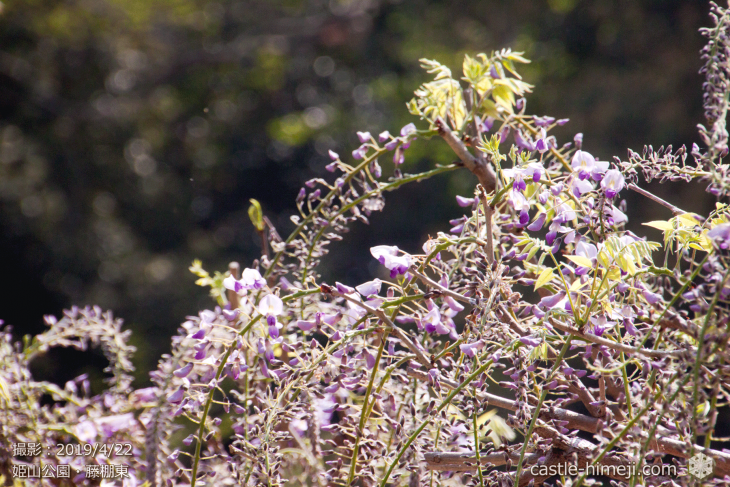 wisteria-flowers20190422_07