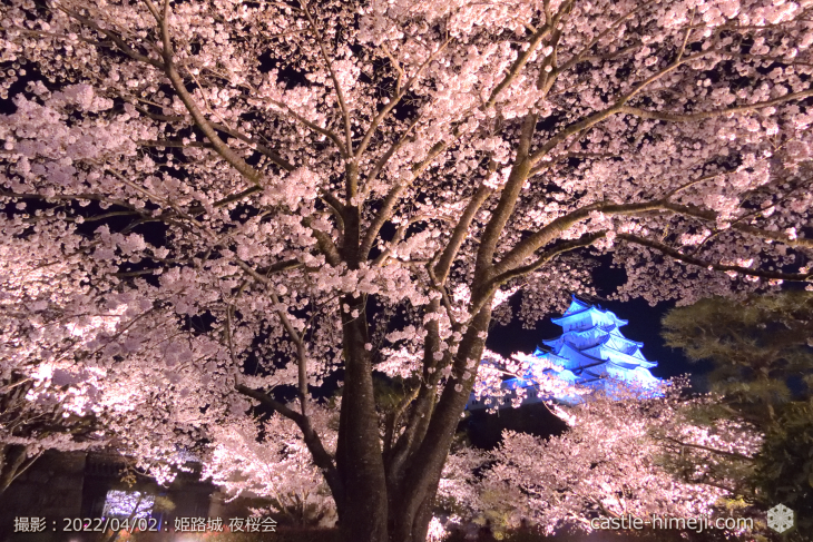 cherry-blossoms-night_20220402_02