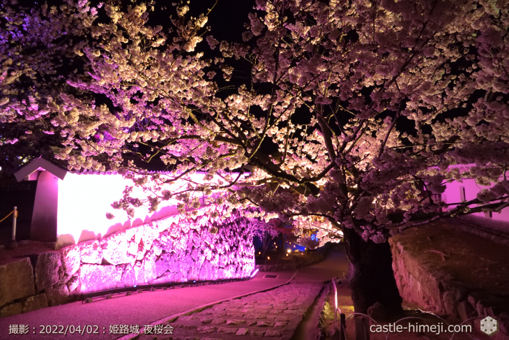 cherry-blossoms-night_20220402_03