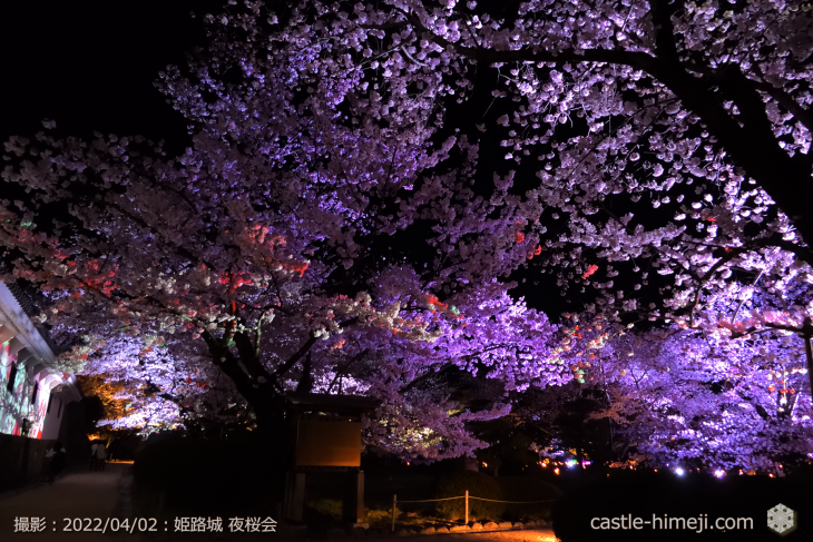 cherry-blossoms-night_20220402_04