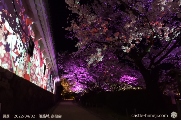 cherry-blossoms-night_20220402_05