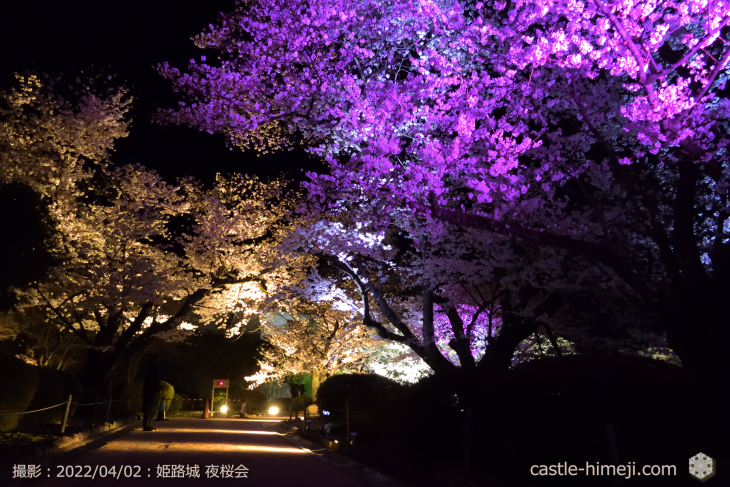 cherry-blossoms-night_20220402_06