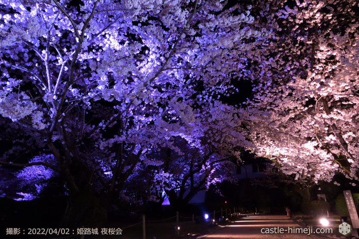 cherry-blossoms-night_20220402_07