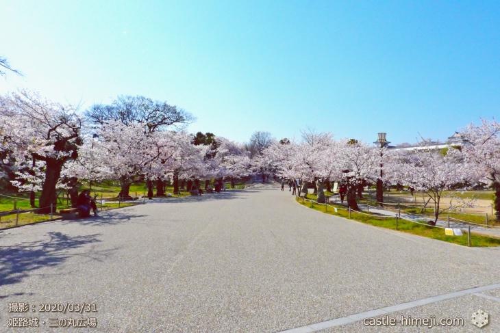 cherry-blossoms20200331_01