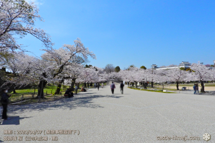 cherry-blossoms20200407_01